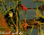 پرنده نگري - طاووسک - Purple Swamphen - Porphyrio porphyrio
