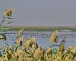 پرنده نگری در ایران - چنگر