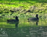 پرنده نگري - چنگر - Common Coot - Fulica atra