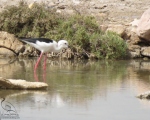 پرنده نگری در ایران - چوب پا