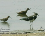 پرنده نگری در ایران - Lapwing