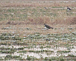 پرنده نگري - خروس کولی - Northern Lapwing - Vanellus vanellus