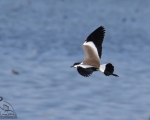 پرنده نگري - خروس کولی سینه سیاه - Spur-winged Lapwing - Vanellus spinosus