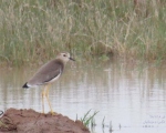 پرنده نگري - خروس کولی دم سفید - White-tailed Lapwing - Vanellus leucurus