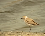 پرنده نگری در ایران - Kentish Plover
