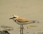 پرنده نگری در ایران - Kentish Plover