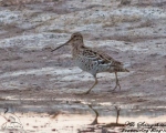 پرنده نگری در ایران - Great Snipe