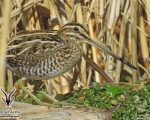 پرنده نگري - پاشلک معمولی - Common Snipe - Gallinago gallinago