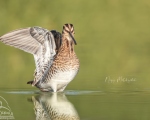 پرنده نگري - پاشلک معمولی - Common Snipe - Gallinago gallinago