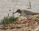 پرنده نگری در ایران - Redshank