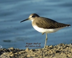پرنده نگري - آبچلیک تک زی - Green Sandpiper - Tringa ochropus
