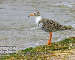 پرنده نگري - آبچلیک شکیل - Ruff - Philomachus pugnax