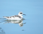 پرنده نگري - فالاروپ گردن سرخ - Red-necked Phalarope - Phalaropus lobatus