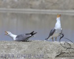 پرنده نگری در ایران - Armenian Gull