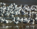 پرنده نگري - کاکایی سر سیاه - Common Black-headed Gull - Larus ridibundus