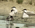 پرنده نگري - پرستوی دریایی نوک کلفت - Gull-billed Tern - Gelochelidon nilotica