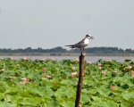 پرنده نگري - پرستوی دریایی بد صدا - Sandwich Tern - Thalasseus sandvicensis