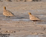 پرنده نگري - باقرقره شنی شکم بلوطی - Chestnut-bellied Sandgrouse - Pterocles exustus