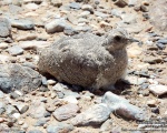 پرنده نگري - باقرقره شنی شکم سیاه - Black-bellied Sandgrouse - Pterocles orientalis