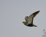 پرنده نگري - باقرقره شنی شکم سیاه - Black-bellied Sandgrouse - Pterocles orientalis
