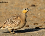 پرنده نگری در ایران - کوکر گندمی