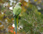 پرنده نگري - طوطی طوق صورتی - Rose-ringed Parakeet - Psittacula krameri