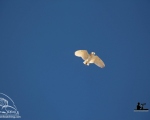 پرنده نگری در ایران - جغد سفید
