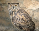 پرنده نگری در ایران - Eurasian Eagle-Owl