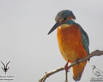 پرنده نگري - ماهی خورک کوچک - Common Kingfisher - Alcedo atthis