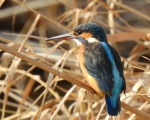 پرنده نگري - ماهی خورک کوچک - Common Kingfisher - Alcedo atthis