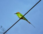 پرنده نگري - زنبور خور سبز کوچک - Little Green Bee-eater - Merops orientalis