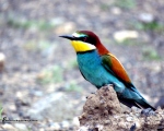 پرنده نگری در ایران - زنبور خوار معمولی