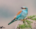 پرنده نگري - سبزقبا - European Roller - Coracias garrulus