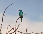 پرنده نگري - سبزقبا - European Roller - Coracias garrulus