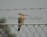 پرنده نگري - هدهد - Hoopoe - Upupa epops