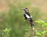 پرنده نگري - دارکوب باغی - Syrian Woodpecker - Dendrocopos syriacus