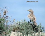 پرنده نگری در ایران - چکاوک پنجه کوتاه کوچک