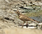 پرنده نگری در ایران - Skylark