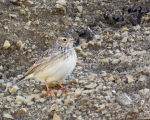 پرنده نگری در ایران - چکاوک آسمانی (Skylark)