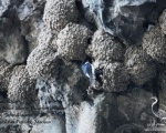 پرنده نگری در ایران - Common House Martin