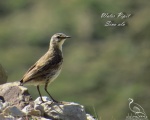 پرنده نگري - پپت تالابی - Water Pipit - Anthus spinoletta
