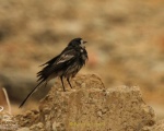 پرنده نگری در ایران - White Wagtail