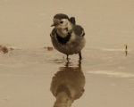 پرنده نگری در ایران - White Wagtail