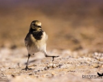 پرنده نگري - دم جنبانک ابلق - White Wagtail - Motacilla alba