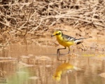 پرنده نگری در ایران - Yellow Wagtail