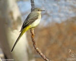 پرنده نگري - دم جنبانک خاکستری - Grey Wagtail - Motacilla cinerea