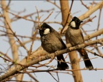 پرنده نگري - بلبل خرما - White-eared Bulbul - Pycnonotus leucotis