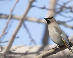 پرنده نگري - بال لاکی - Bohemian Waxwing - Bombycilla garrulus