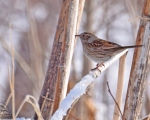 پرنده نگري - صعوه جنگلی - Dunnock - Prunella modularis