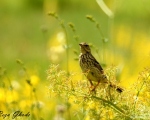 پرنده نگری در ایران - توکای باغی